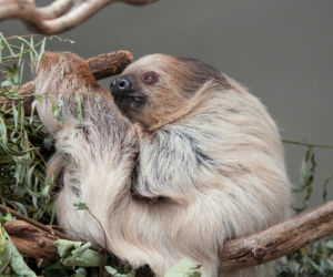 We wrocławskim zoo urodził się pierwszy leniwiec