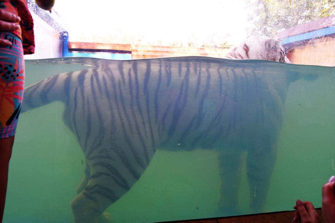 Zoo Borysew może się pochwalić jedynym takim obiektem w Europie. To basen dla białych tygrysów [ZDJĘCIA]. 