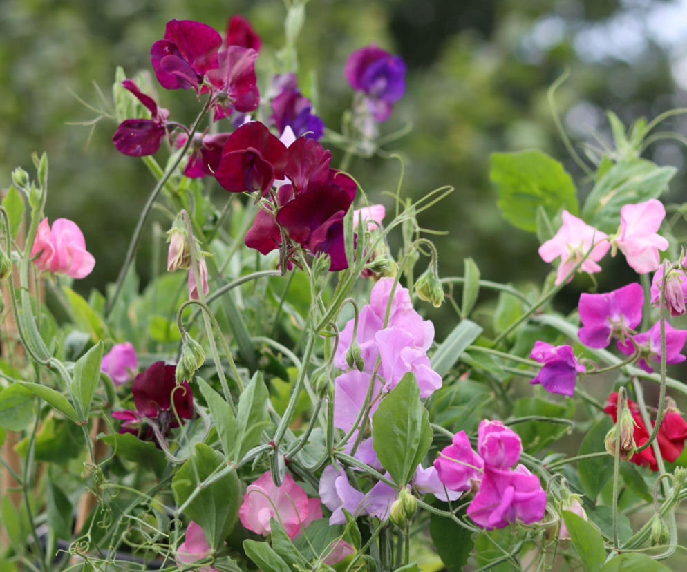 Wczesna wiosna to świetny moment na siew groszku pachnącego