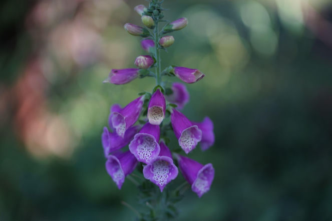 Naparstnica purpurowa