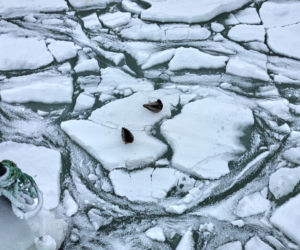 Bałtyk zamarzł, wpuszczają samochody! Władze oficjalnie otwierają trasę