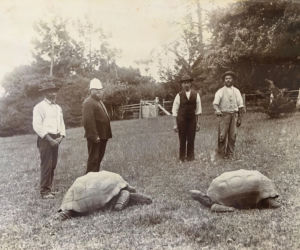 Najstarszy żółw świata nie żyje! Jonatan miał 193 lata