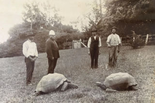 Najstarszy żółw świata nie żyje! Jonatan miał 193 lata