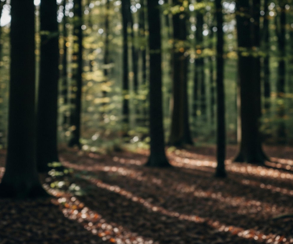 Rozmyty obraz przedstawia ciemny las, gdzie grube, pionowe pnie drzew dominują w kadrze, tworząc gęsty, równoległy wzór. Promienie światła przenikają przez liście, tworząc jasne, rozmyte plamy i długie, ukośne pasy na ziemi pokrytej ciemnymi, suchymi liśćmi. Barwy utrzymane są w odcieniach ciemnej zieleni, brązu i złamanej żółci.