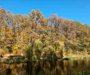 Park Miejski w Toruniu