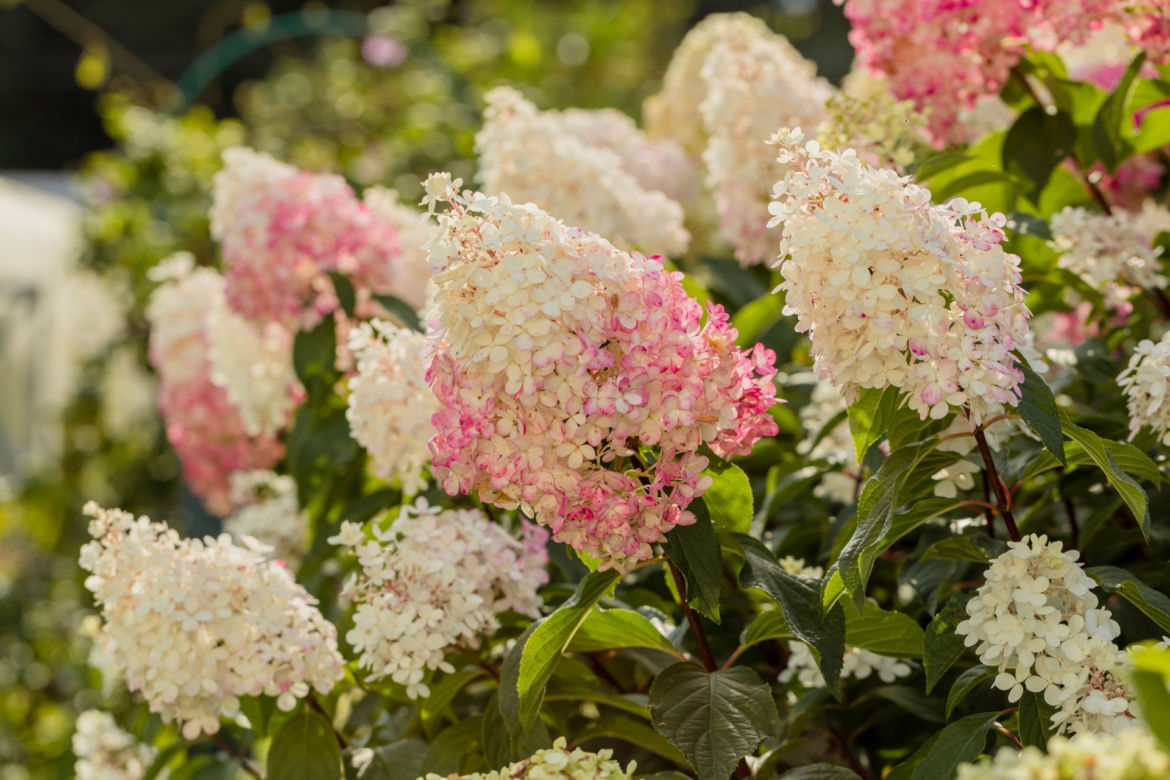 Hortensja bukietowa VANILLE FRAISE