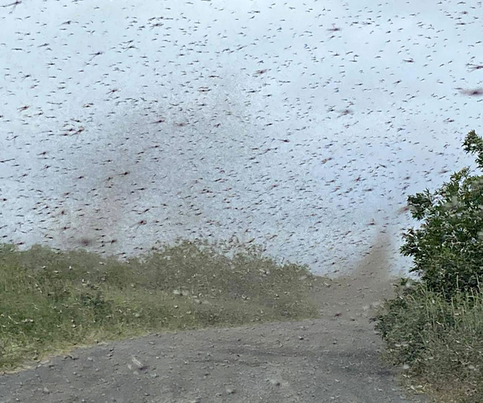 Tornado komarów nad Kamczatką. Ten film SZOKUJE! [ZDJĘCIA, WIDEO]