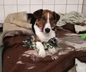 Gambit trafił do schroniska z ulicy. Teraz szuka kochającego domu 