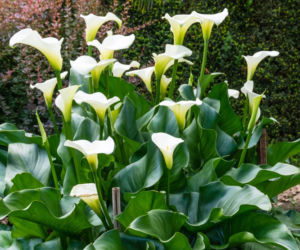 Zantedeschia