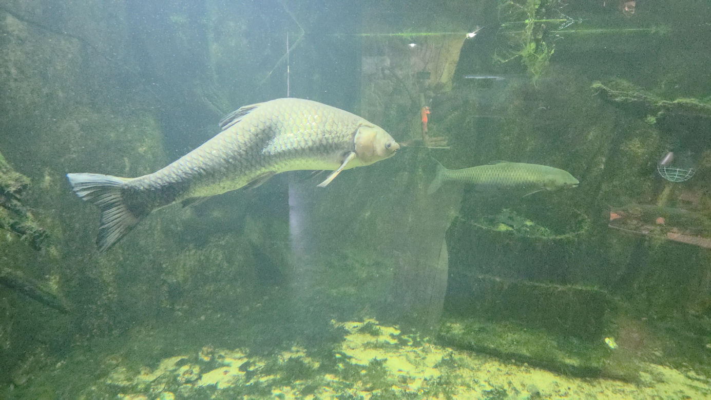 Egzotyczny świat na wyciągnięcie ręki! Zaglądamy do akwarium-terrarium w Myślęcinku