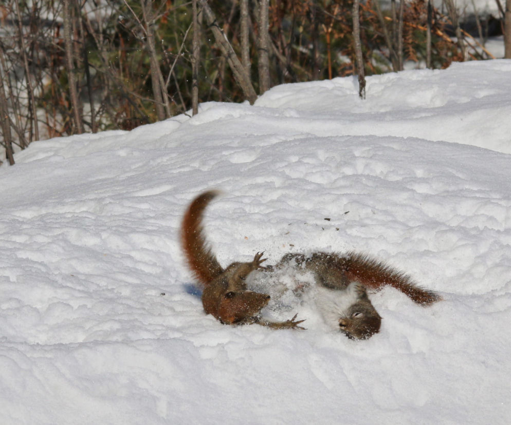 Kung fu wiewiórki!