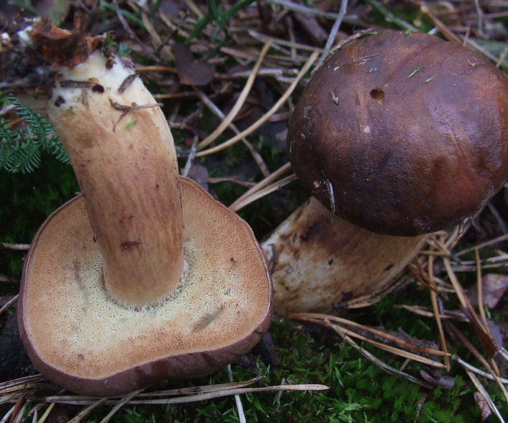 Podgrzybek