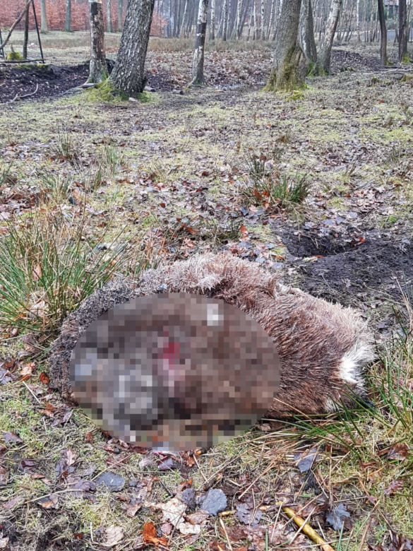 Wilki zagryzły zwierzęta hodowlane