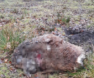 Wilki zagryzły zwierzęta hodowlane