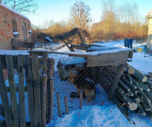 Metalowy łańcuch wrósł w szyję Reksia. Trzy kundelki z odmrożeniami