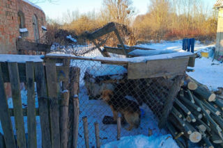 Metalowy łańcuch wrósł w szyję Reksia. Trzy kundelki z odmrożeniami
