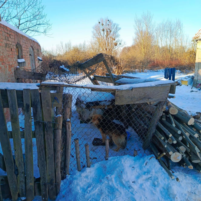 Metalowy łańcuch wrósł w szyję Reksia. Trzy kundelki z odmrożeniami