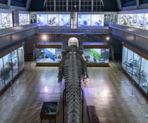 Szkielet ogromnego płetwala błękitnego we wrocławskim Muzeum Przyrodniczym