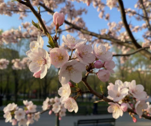 Pogoda na weekend w Opolu 8-10 maja. Z dnia na dzień będzie coraz cieplej i słoneczniej