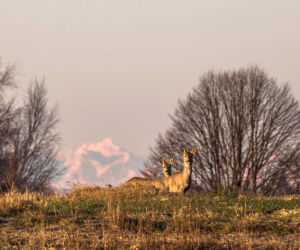To nie fotomontaż! To Tatry widziane z Podkarpacia!