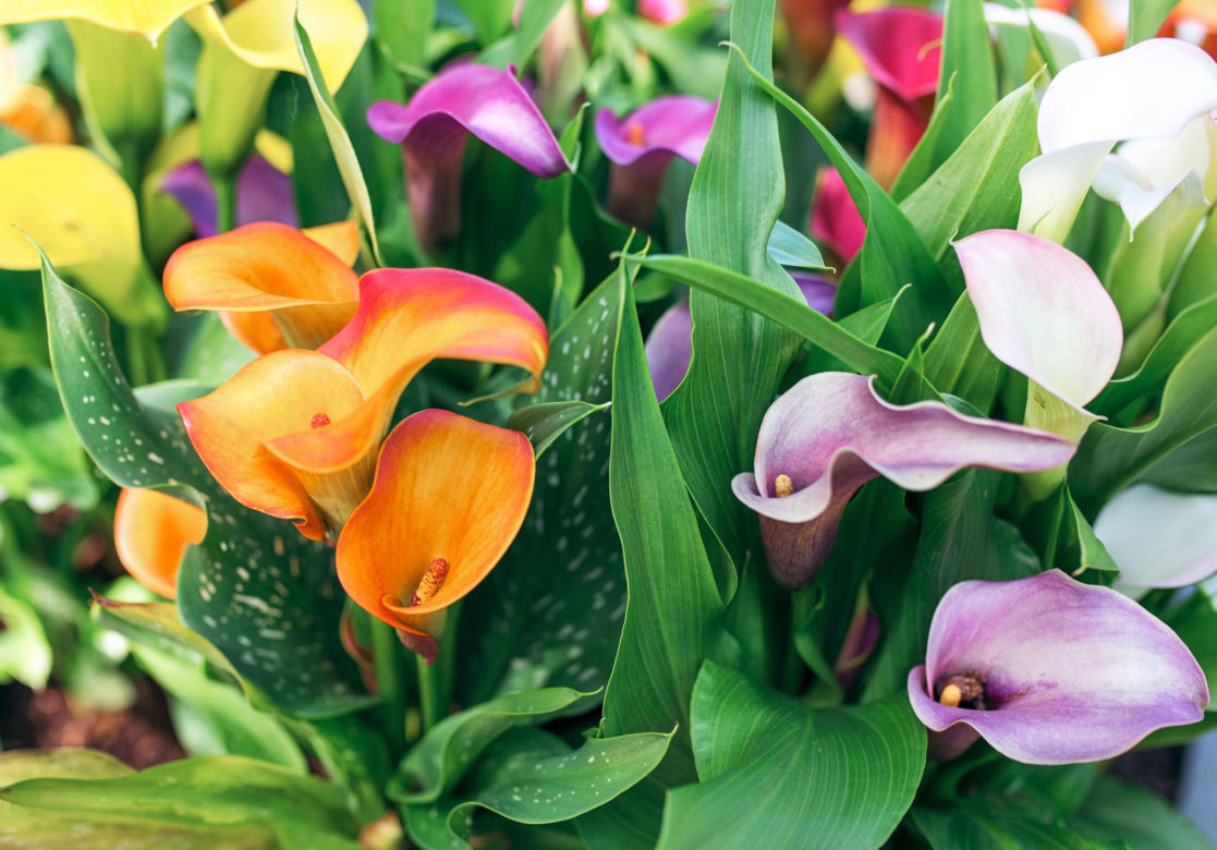 Kalia (Zantedeschia) 