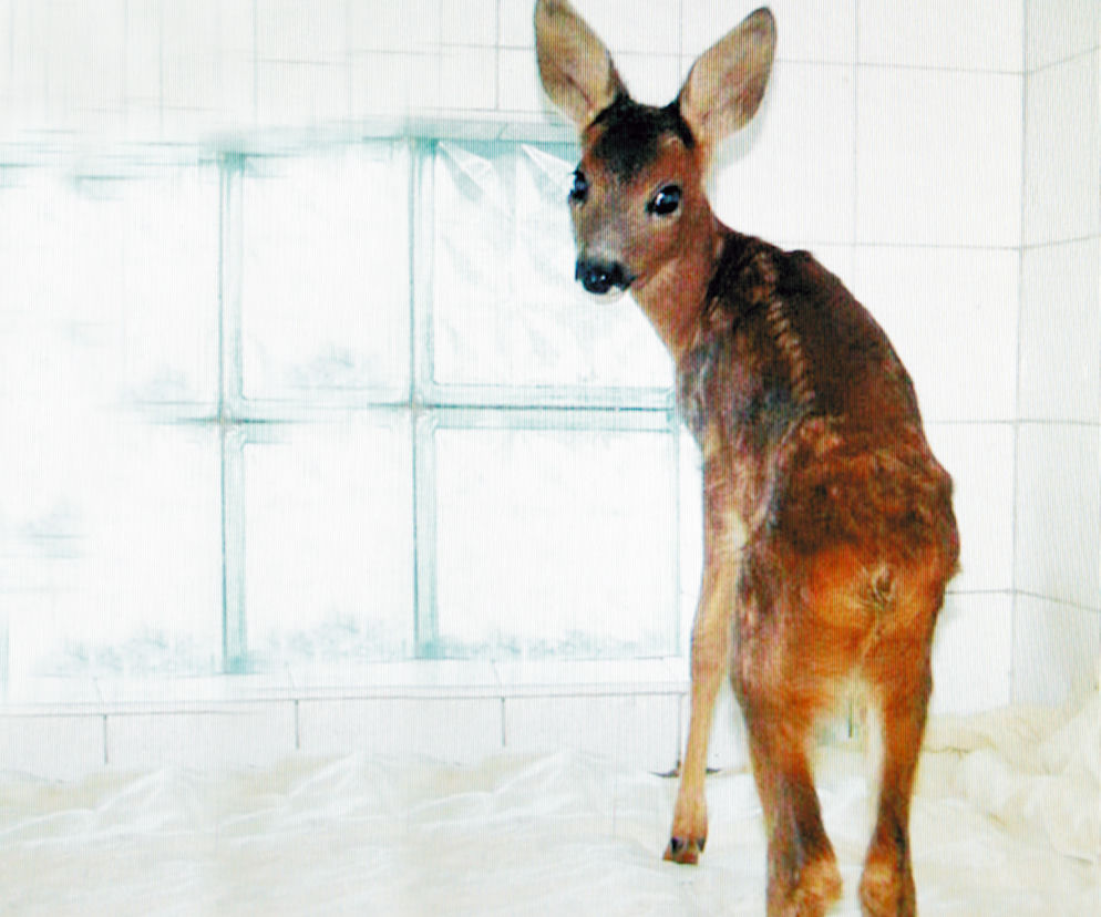 Żegnaj Bambi