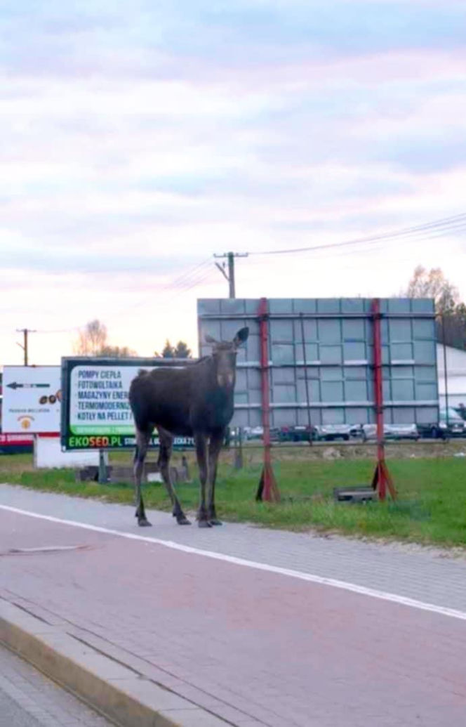 Łoś w Żelkowie- Kolonii