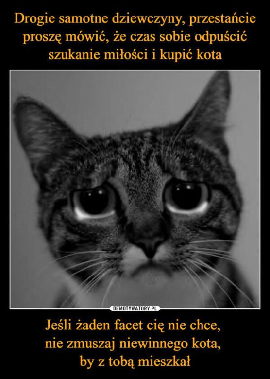 Koty opanowały internet! Memy z mruczkami bawią do łez [TOP 45]