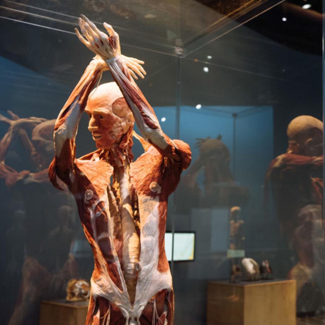 Body Worlds