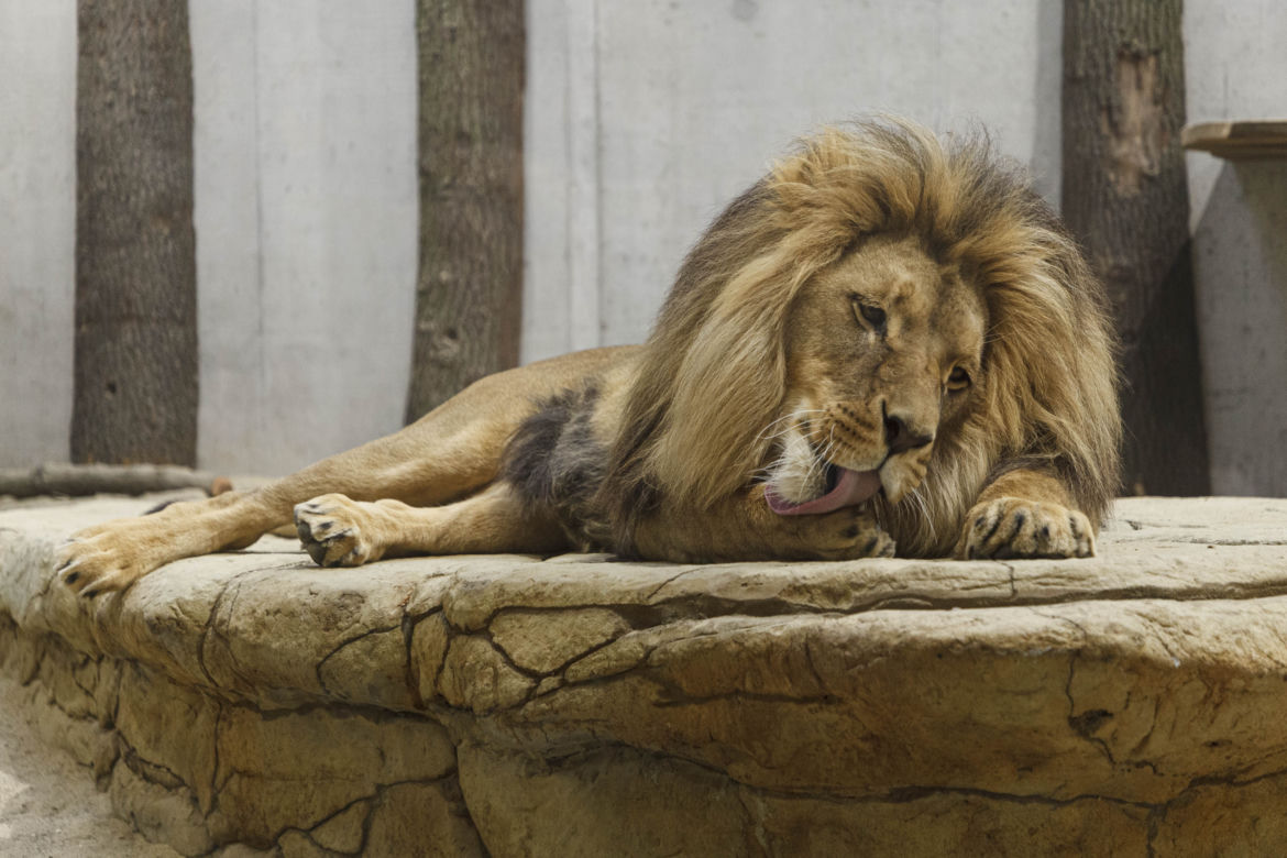 Zoo Opole. Lwy na wybiegu po 24 latach! Wielkie koty wróciły [ZDJĘCIA]