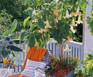 Datura na tarasie