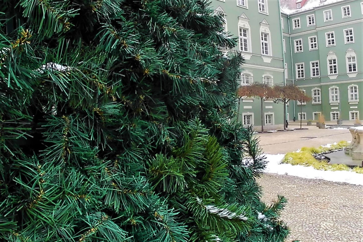"Kryzysowa" choinka miejska w Szczecinie