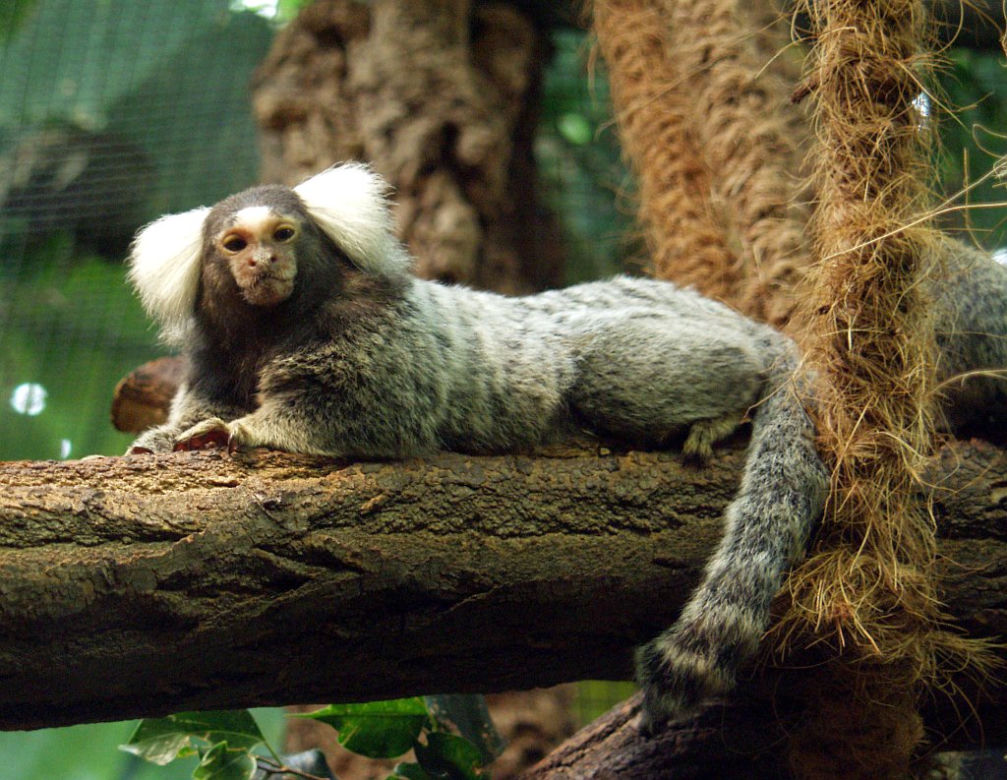 Marmozeta białoucha