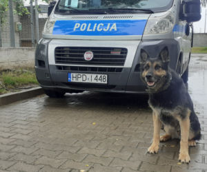 Gdzie policyjny pies idzie na emeryturę?