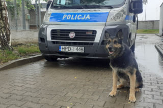 Gdzie policyjny pies idzie na emeryturę? [GALERIA, AUDIO]