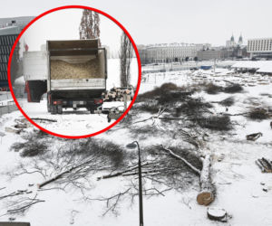 Rzeź drzew w parku w centrum Warszawy. Przygnębiający widok przed odbudową Pałacu Saskiego