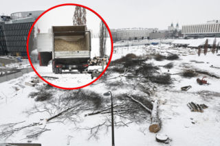 Rzeź drzew w parku w centrum Warszawy. Przygnębiający widok przed odbudową Pałacu Saskiego