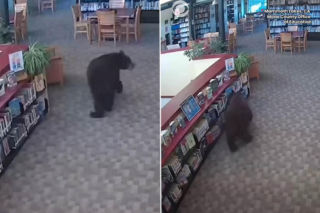 Niedźwiedź wszedł do biblioteki, a potem wyjadł ciasteczka. Niczego nie zniszczył
