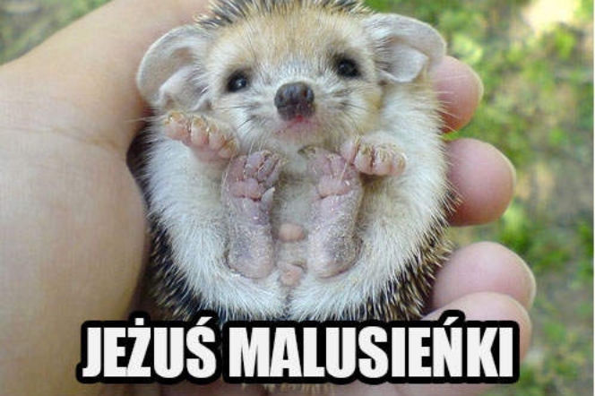 Najsłodszy jeż na świecie