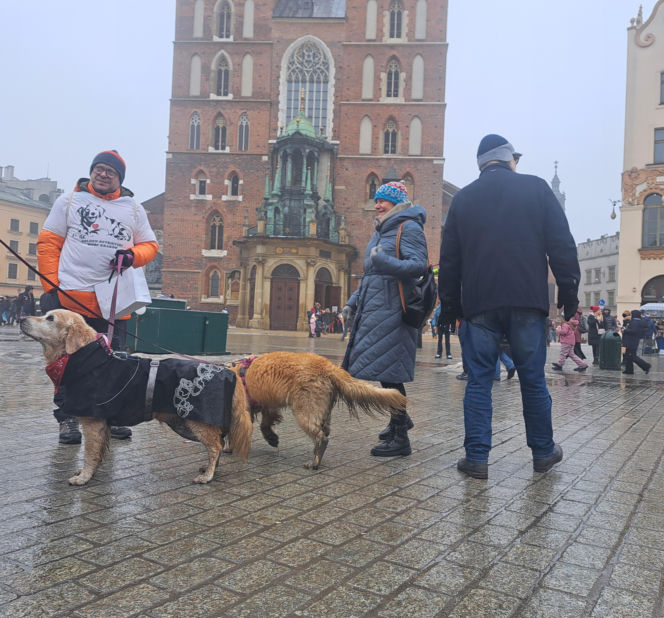 34. finał WOŚP w Krakowie. Golden Retrievery na Rynku Głównym
