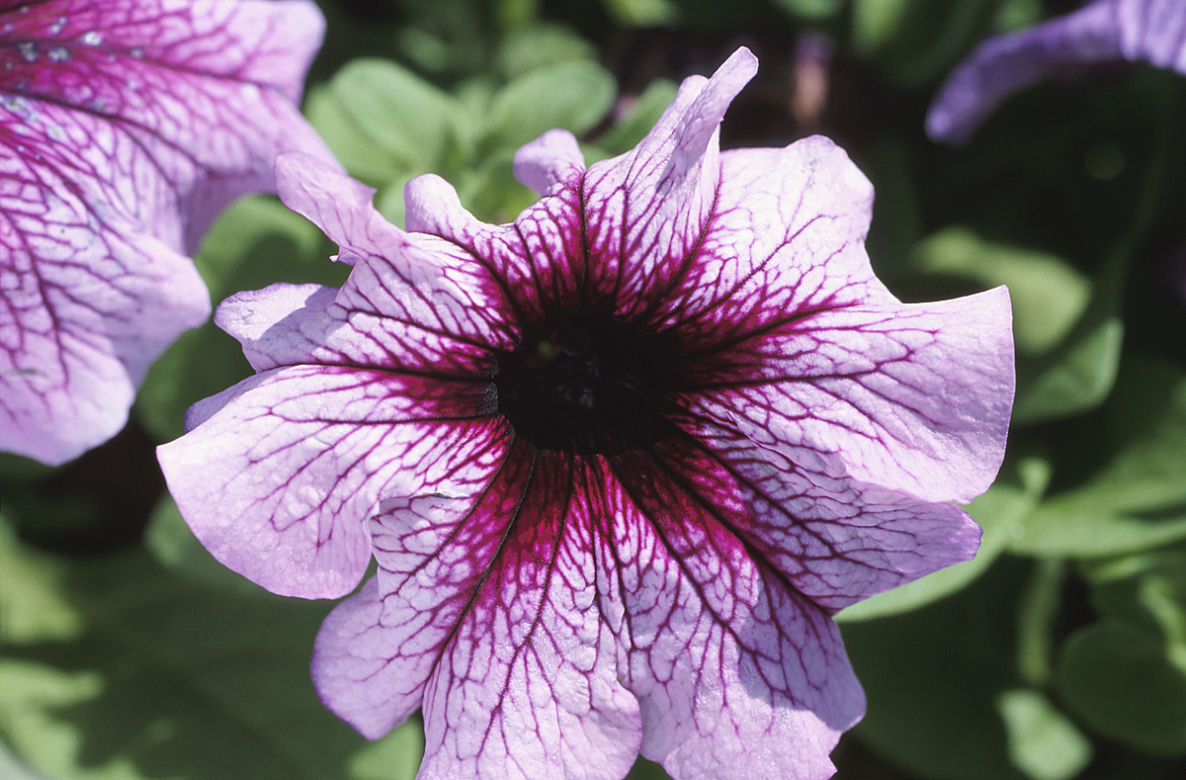 Petunia ogrodowa