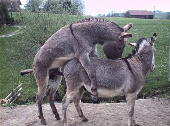 Osły 