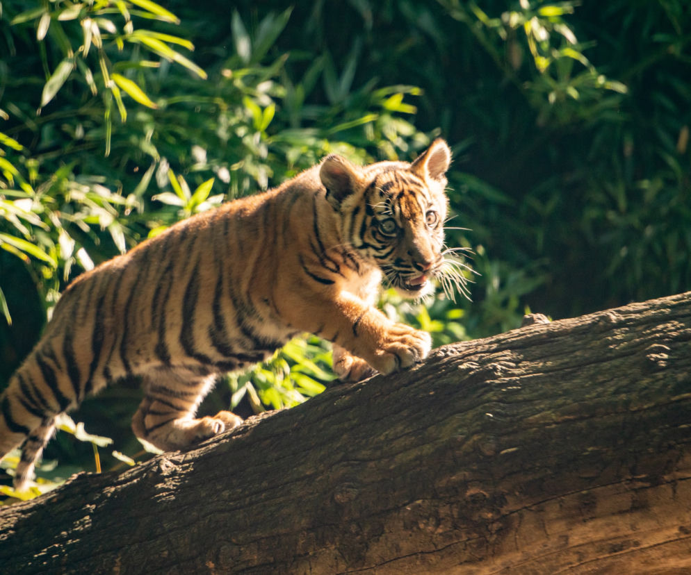 Ambasador Indonezji nadała imię młodej tygrysicy z wrocławskiego zoo