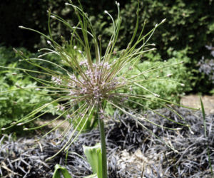 Allium schubertii