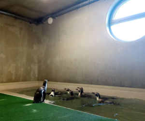 Tak prezentują się pingwiny w śląskim ZOO. Kiedy będzie można je odwiedzać? [ZDJĘCIA, WIDEO]