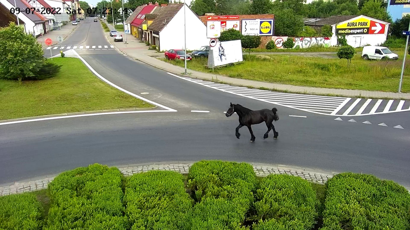 Konik na gigancie. Niecodzienna akcja w centrum Szczecinka
