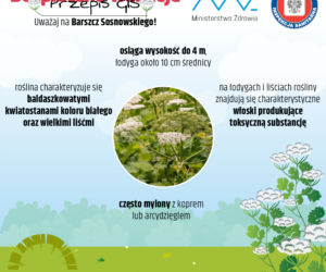 barszcz sosnowskiego gis - jak wygląda?