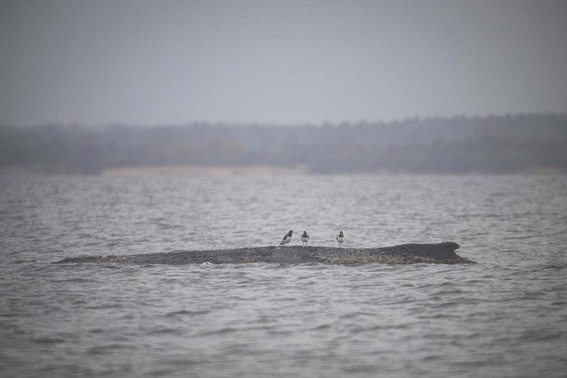 Humbak utknął u północnych wybrzeży Niemiec