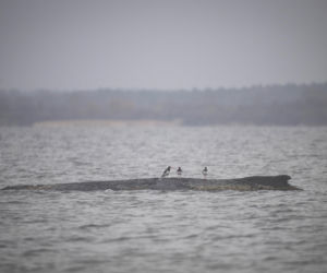 Humbak utknął u północnych wybrzeży Niemiec