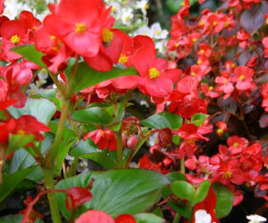 Begonia semperflorens